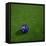 Australian Soccerball Lying on Grass-zentilia-Framed Stretched Canvas
