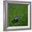 Australian Soccerball Lying on Grass-zentilia-Framed Art Print