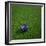 Australian Soccerball Lying on Grass-zentilia-Framed Art Print