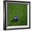 Australian Soccerball Lying on Grass-zentilia-Framed Art Print