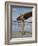 Australian Surfer Girl-John Dominis-Framed Photographic Print