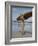 Australian Surfer Girl-John Dominis-Framed Photographic Print