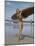 Australian Surfer Girl-John Dominis-Mounted Photographic Print