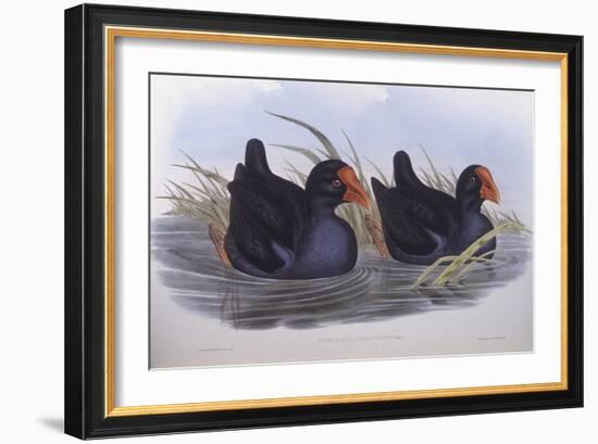 Australian Swamphen (Porphyrio Melanotus)-John Gould-Framed Giclee Print