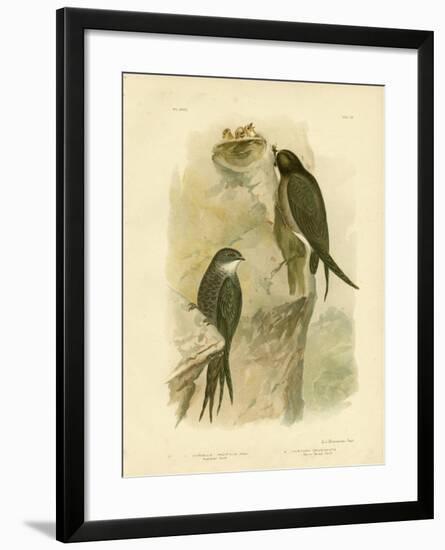 Australian Swift or Fork-Tailed Swift, 1891-Gracius Broinowski-Framed Giclee Print