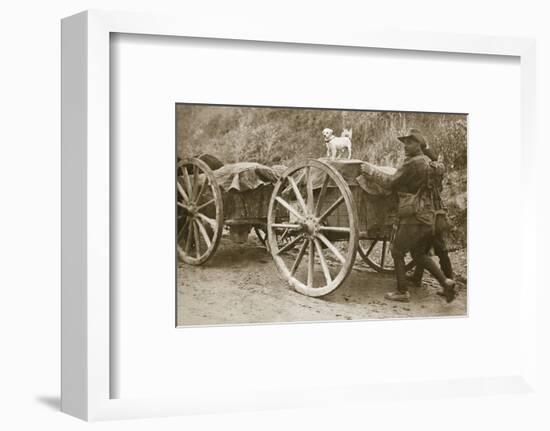 Australian troops returning from the trenches with their mascot, World War I, France, 1916-Unknown-Framed Photographic Print