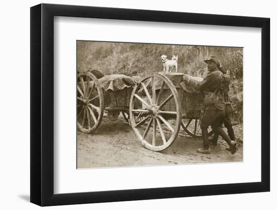 Australian troops returning from the trenches with their mascot, World War I, France, 1916-Unknown-Framed Photographic Print