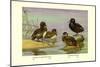 Australian White-Eyed and Southern Pochard Ducks-Allan Brooks-Mounted Art Print