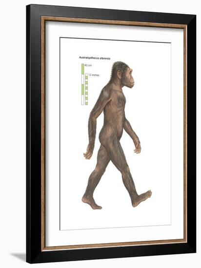 Australopithecus Afarensis, Evolution-Encyclopaedia Britannica-Framed Art Print