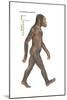 Australopithecus Afarensis, Evolution-Encyclopaedia Britannica-Mounted Art Print