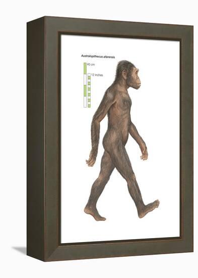 Australopithecus Afarensis, Evolution-Encyclopaedia Britannica-Framed Stretched Canvas