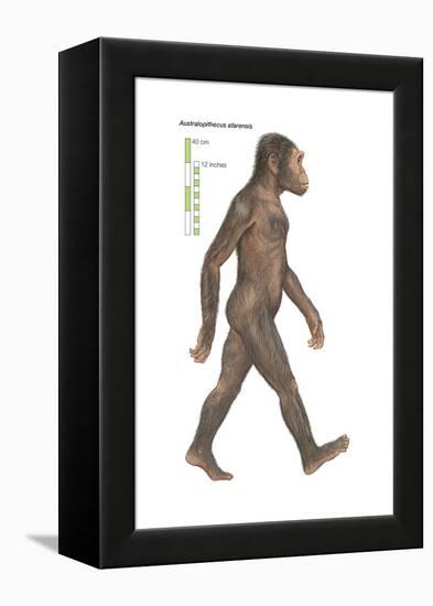 Australopithecus Afarensis, Evolution-Encyclopaedia Britannica-Framed Stretched Canvas