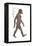 Australopithecus Afarensis, Evolution-Encyclopaedia Britannica-Framed Stretched Canvas