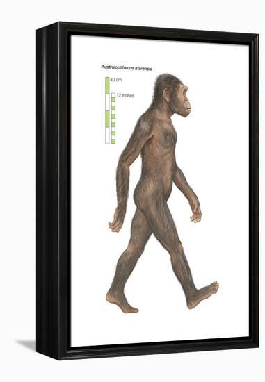 Australopithecus Afarensis, Evolution-Encyclopaedia Britannica-Framed Stretched Canvas