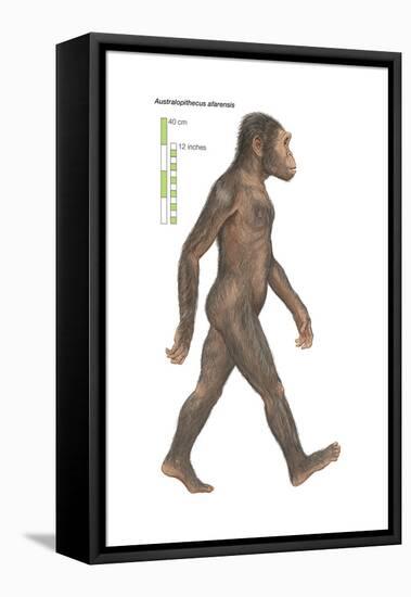 Australopithecus Afarensis, Evolution-Encyclopaedia Britannica-Framed Stretched Canvas