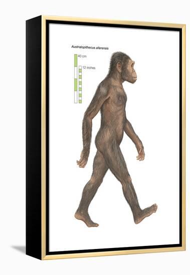 Australopithecus Afarensis, Evolution-Encyclopaedia Britannica-Framed Stretched Canvas