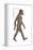 Australopithecus Afarensis, Evolution-Encyclopaedia Britannica-Framed Stretched Canvas