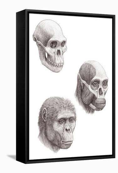 Australopithecus Africanus-Mauricio Anton-Framed Premier Image Canvas