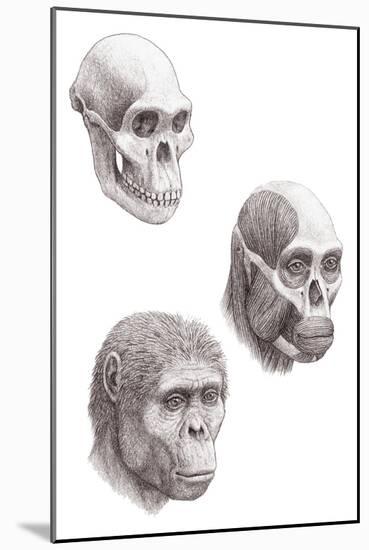 Australopithecus Africanus-Mauricio Anton-Mounted Photographic Print