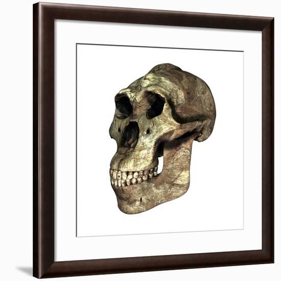 Australopithecus Boisei Skull-Friedrich Saurer-Framed Photographic Print