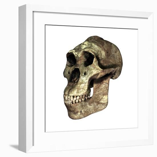 Australopithecus Boisei Skull-Friedrich Saurer-Framed Photographic Print