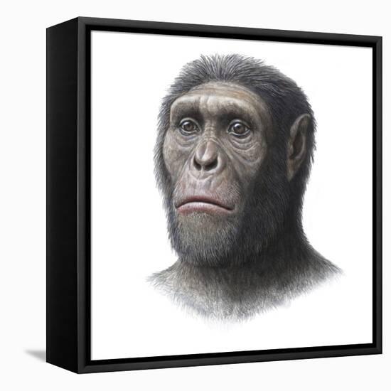 Australopithecus Sediba Head-Mauricio Anton-Framed Premier Image Canvas