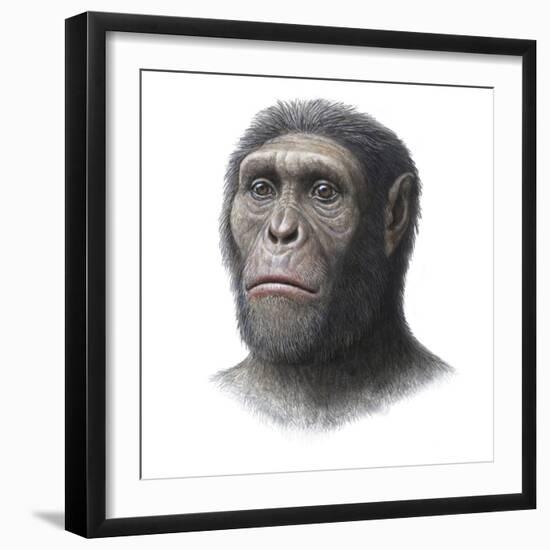 Australopithecus Sediba Head-Mauricio Anton-Framed Premium Photographic Print