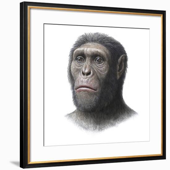 Australopithecus Sediba Head-Mauricio Anton-Framed Photographic Print