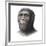 Australopithecus Sediba Head-Mauricio Anton-Framed Photographic Print