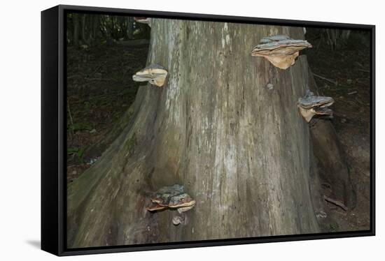 Austria, Bregenz Forest, polypores-Roland T. Frank-Framed Stretched Canvas