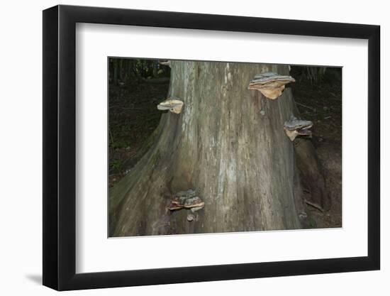 Austria, Bregenz Forest, polypores-Roland T. Frank-Framed Photographic Print