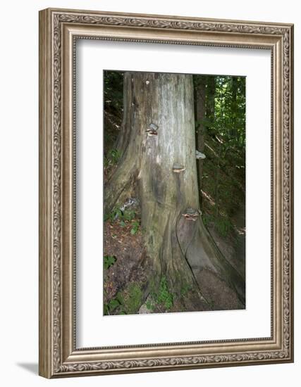 Austria, Bregenz Forest, polypores-Roland T. Frank-Framed Photographic Print