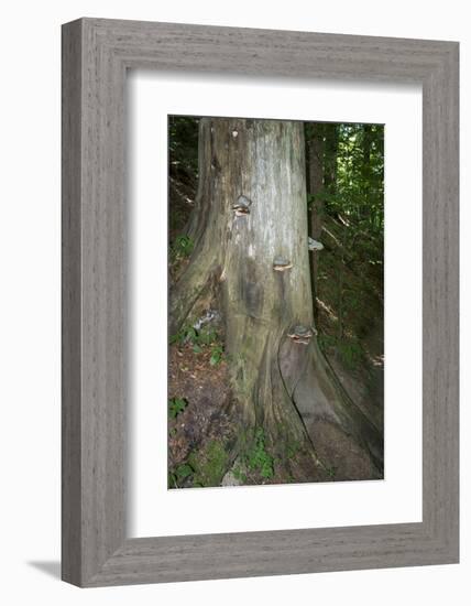 Austria, Bregenz Forest, polypores-Roland T. Frank-Framed Photographic Print