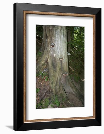 Austria, Bregenz Forest, polypores-Roland T. Frank-Framed Photographic Print