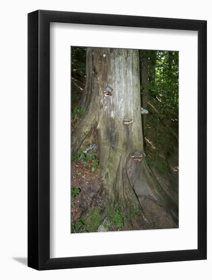 Austria, Bregenz Forest, polypores-Roland T. Frank-Framed Photographic Print