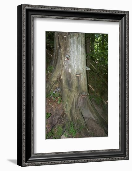 Austria, Bregenz Forest, polypores-Roland T. Frank-Framed Photographic Print