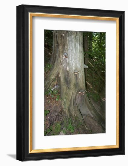 Austria, Bregenz Forest, polypores-Roland T. Frank-Framed Photographic Print