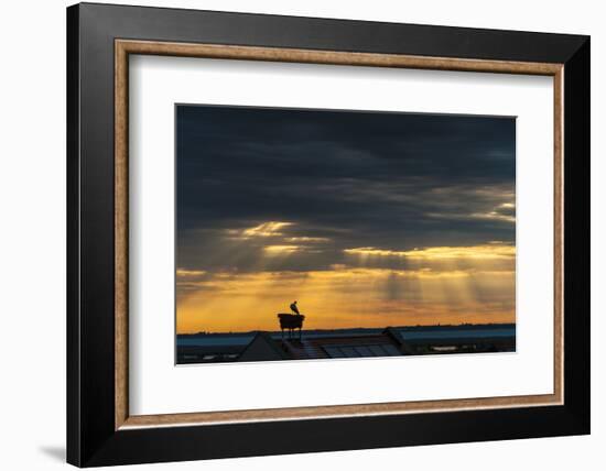 Austria, Burgenland, Morbisch at Sunrise-Udo Bernhart-Framed Photographic Print