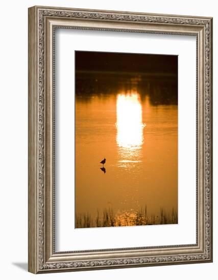 Austria, Burgenland, Neusiedlersee (Lake), Fertš National Park, Water, Bird, Sundown-Rainer Mirau-Framed Photographic Print