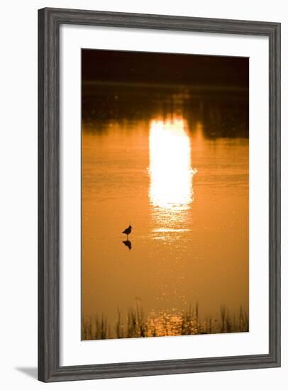 Austria, Burgenland, Neusiedlersee (Lake), Fertš National Park, Water, Bird, Sundown-Rainer Mirau-Framed Photographic Print