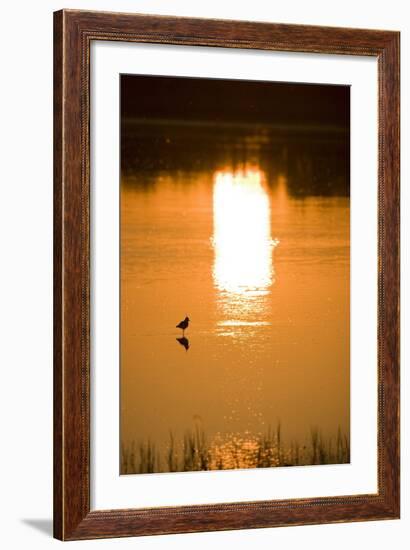 Austria, Burgenland, Neusiedlersee (Lake), Fertš National Park, Water, Bird, Sundown-Rainer Mirau-Framed Photographic Print