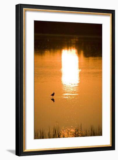 Austria, Burgenland, Neusiedlersee (Lake), Fertš National Park, Water, Bird, Sundown-Rainer Mirau-Framed Photographic Print