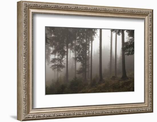 Austria, Carinthia, mountain wood, fog,-Simone Wunderlich-Framed Photographic Print