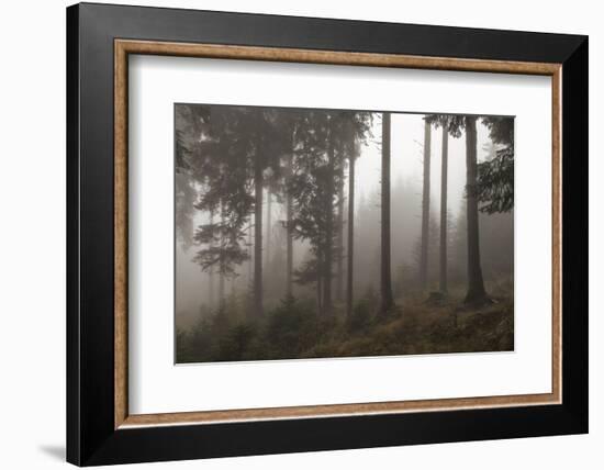 Austria, Carinthia, mountain wood, fog,-Simone Wunderlich-Framed Photographic Print