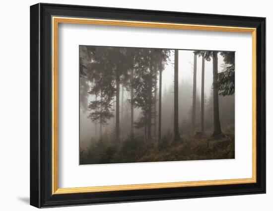 Austria, Carinthia, mountain wood, fog,-Simone Wunderlich-Framed Photographic Print