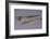 Austria, Hallstatt, Gold Dagger and Scabbard, Tomb 696-null-Framed Giclee Print