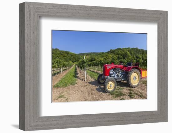 Austria, Lower Austria, Gumpoldskirchen, Vineyards-Gerhard Wild-Framed Photographic Print