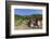 Austria, Lower Austria, Gumpoldskirchen, Vineyards-Gerhard Wild-Framed Photographic Print