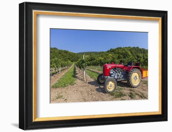 Austria, Lower Austria, Gumpoldskirchen, Vineyards-Gerhard Wild-Framed Photographic Print