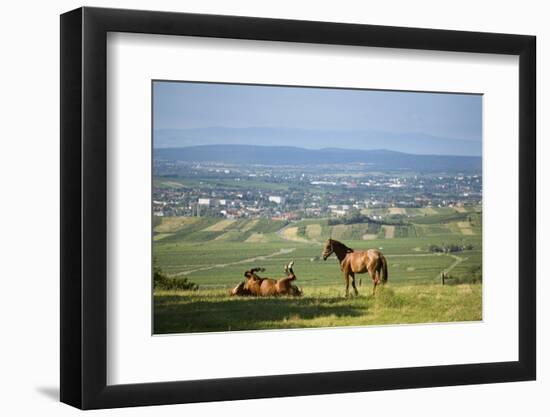 Austria, Lower Austria, Horses, Paddock, Landscape, Panorama-Rainer Mirau-Framed Photographic Print